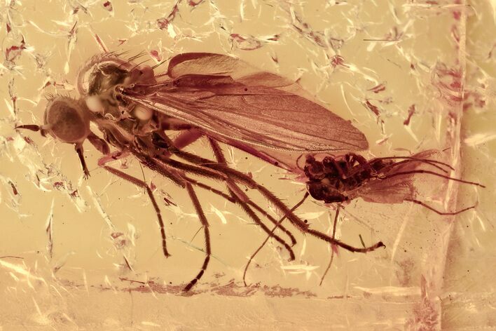 Detailed Fossil Dagger Fly and Biting Midge In Baltic Amber #357860